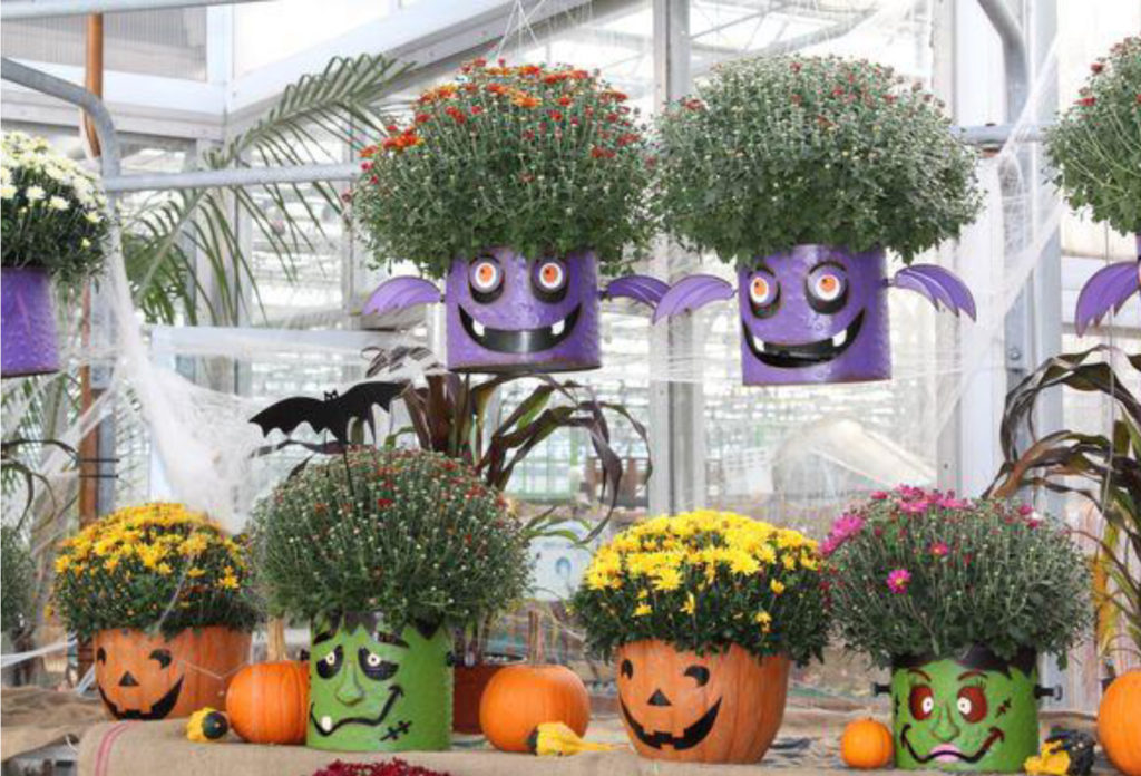 Ellsworth Hill PTO fall mums